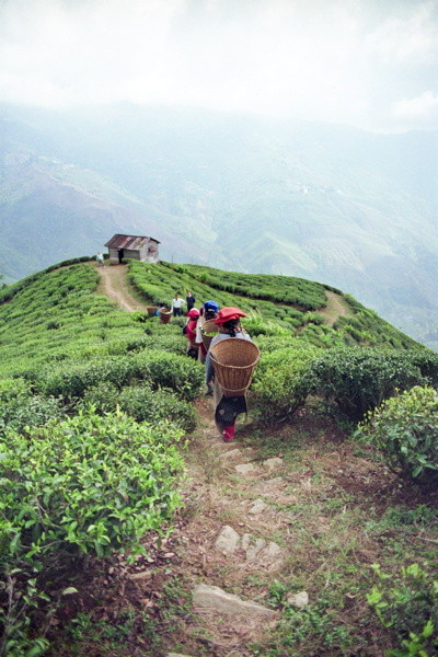 Les jardins de thé escarpés du Darjeeling