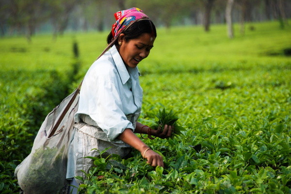 Une cueilleuse du jardin de Putharjhora