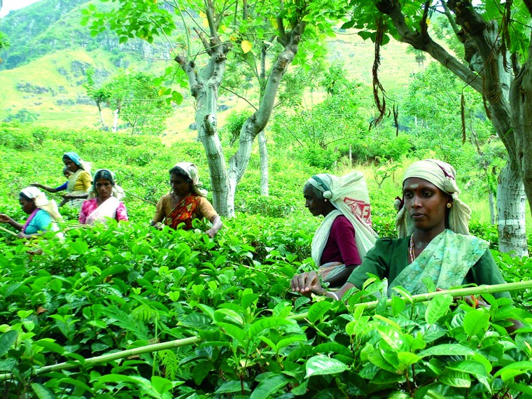 Les cueilleuses de thé d'une plantation sélectionnée par La Route des Comptoirs