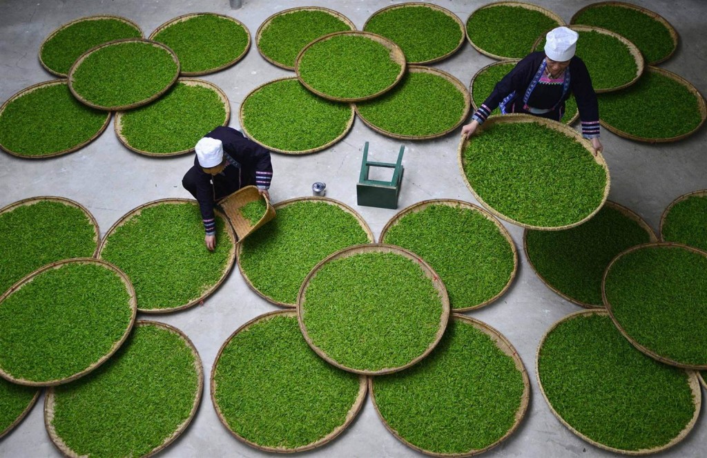 pc-140328-china-green-tea-02_485485a3c4d6bf01ee50ba3d998f4f8c-nbcnews-ux-2880-1000